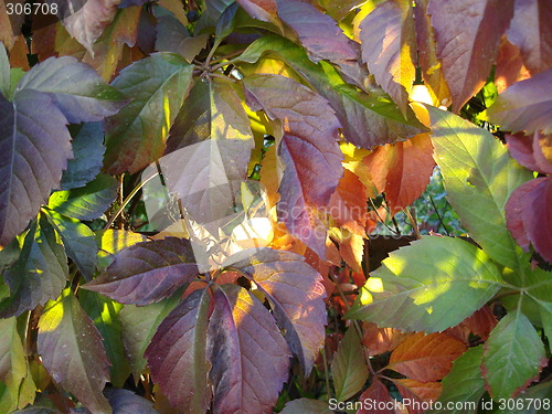 Image of leafs-lighted