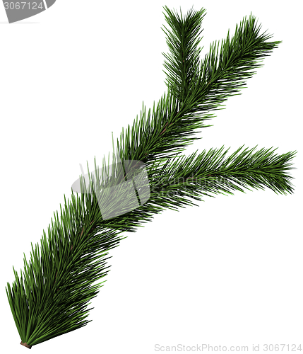 Image of Christmas tree fir branch