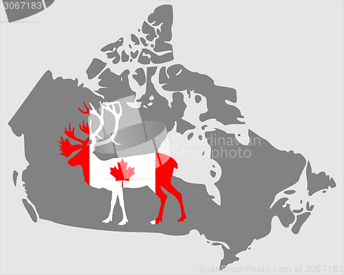 Image of Canadian Caribou