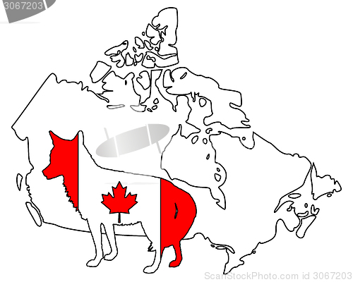 Image of Coyote Canada