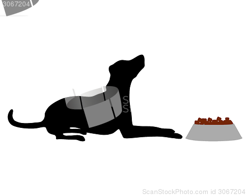 Image of Dog feeding