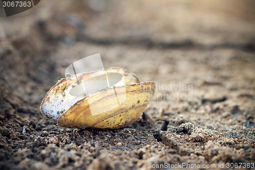 Image of Closeup of dry soil and dry clam