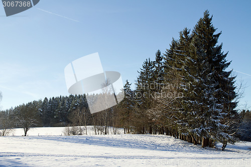 Image of Snowy trees in the winter