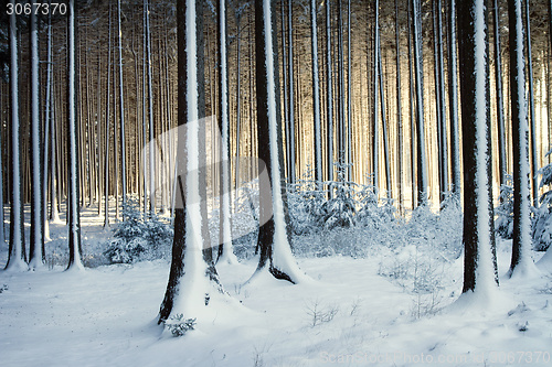 Image of Snowy trees in the winter forest