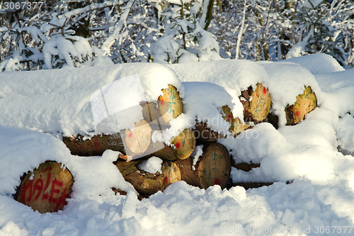 Image of Snowy stack of timber in a forest