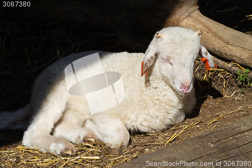 Image of New born lamb