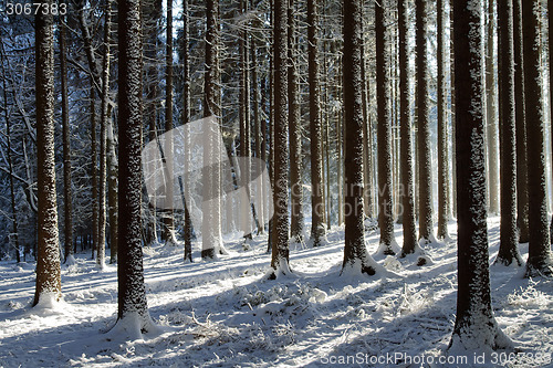 Image of Snowy trees in the winter forest