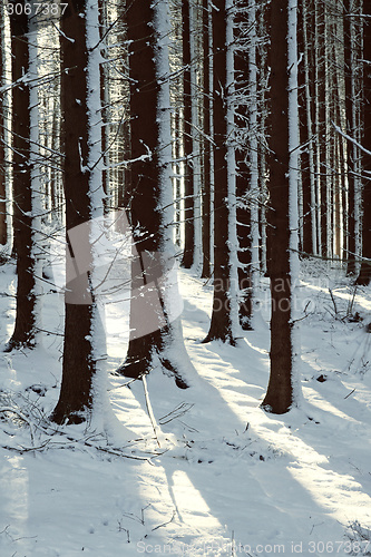 Image of Snowy trees in the winter forest