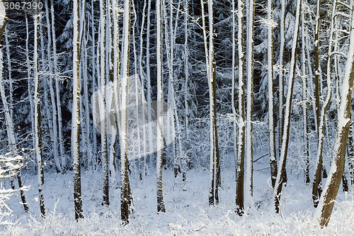 Image of Snowy trees in the winter forest