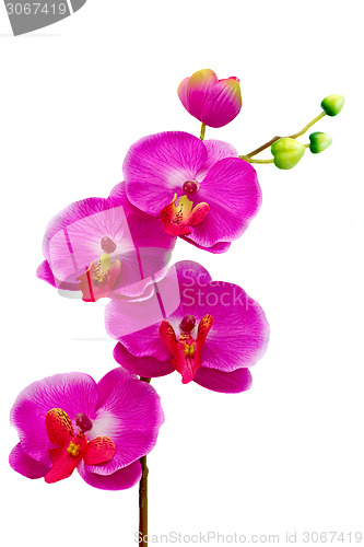 Image of Artificial Orchid flower on white background.