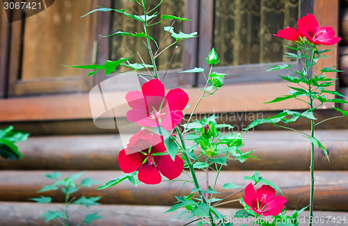 Image of Red flowers in the front garden near the house.