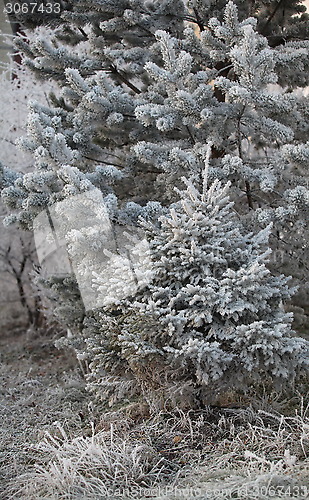 Image of forest trees in hoarfrost