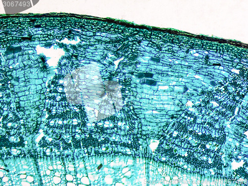 Image of Tilia stem micrograph