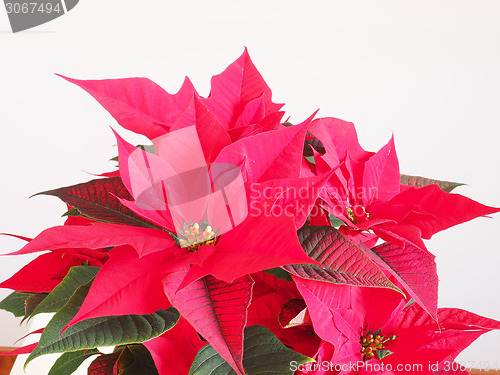 Image of Poinsettia Christmas star