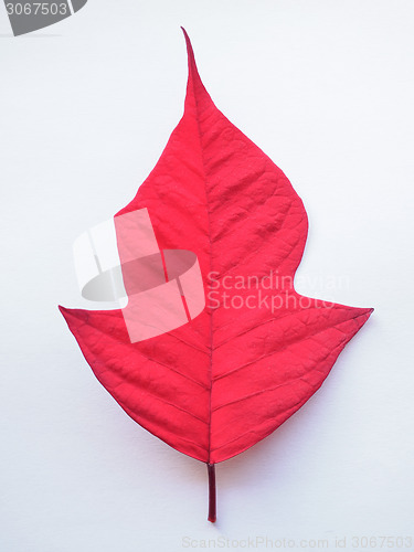 Image of Poinsettia Christmas star leaf