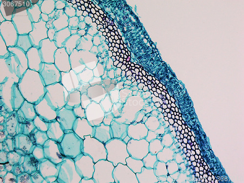 Image of Cucurbita stem micrograph