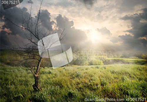 Image of Dry tree and clouds