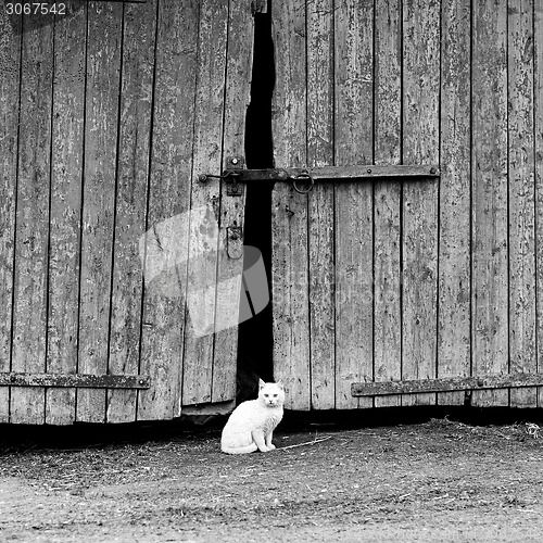 Image of white cat sitting by a barn door 