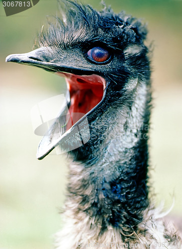 Image of Emu