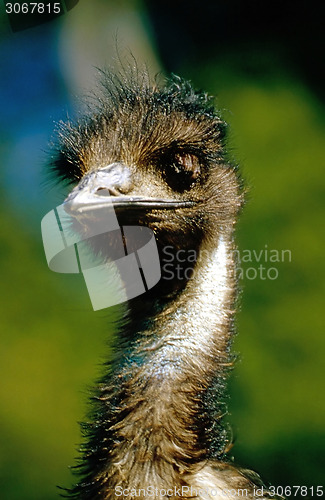 Image of Emu