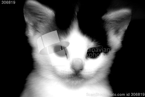Image of Kitten