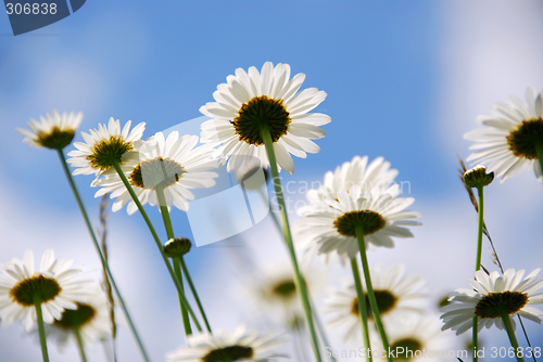 Image of White daisies