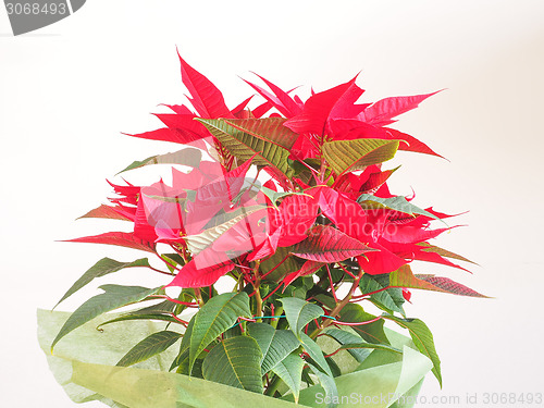 Image of Poinsettia Christmas star