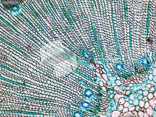 Image of Pine Wood micrograph