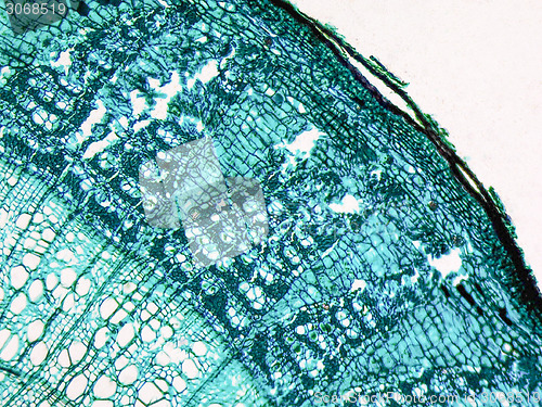 Image of Tilia stem micrograph