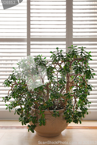 Image of House plant