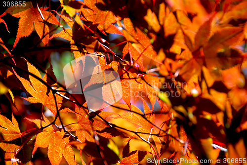 Image of Maple leaves