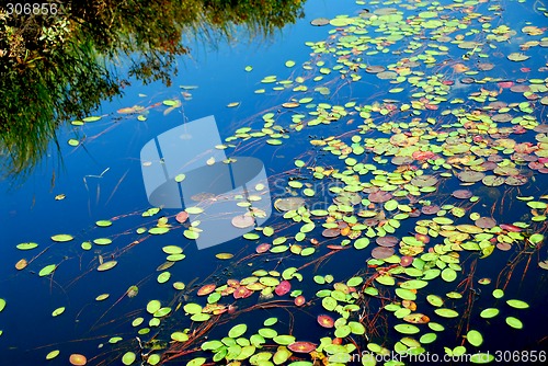 Image of Lily pads