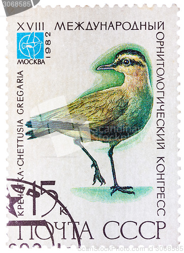 Image of Stamp printed in USSR (Russia) shows a bird Chettusia gregaria