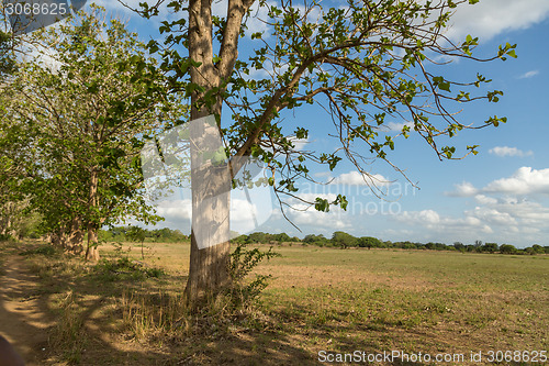 Image of Trees in the meadow