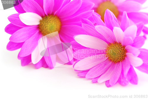 Image of Pink flowers