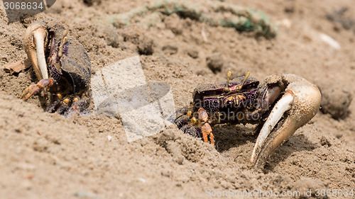 Image of Fiddler crabs in the sand