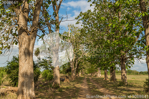 Image of Giant trees in the field