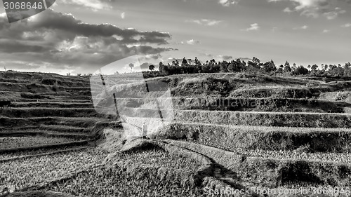 Image of Rice fields on the hills