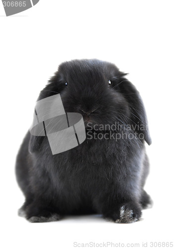 Image of Bunny rabbit