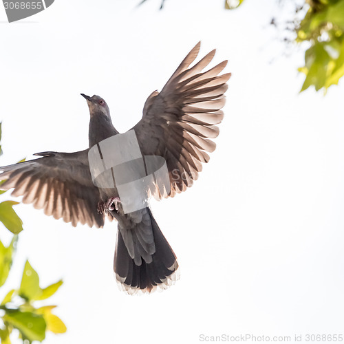 Image of A pigeon in mid flight