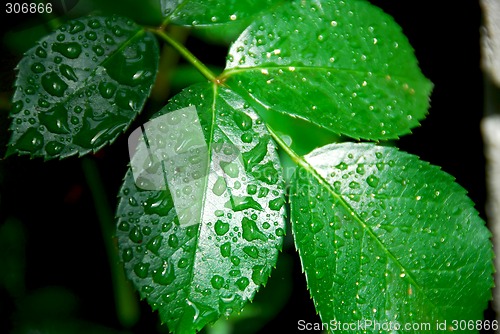 Image of Wet green leaf