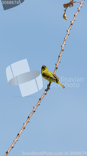 Image of A yellow Robin on a tree