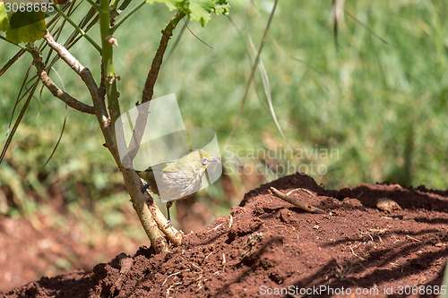 Image of Yellow robin