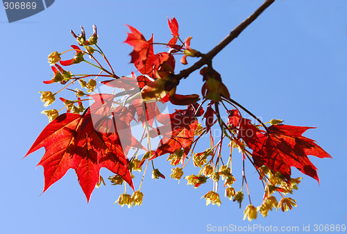 Image of Maple branch