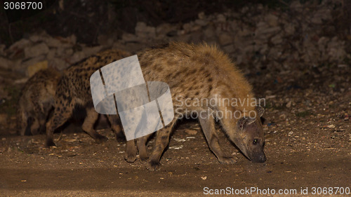 Image of Spotted wild hyenas