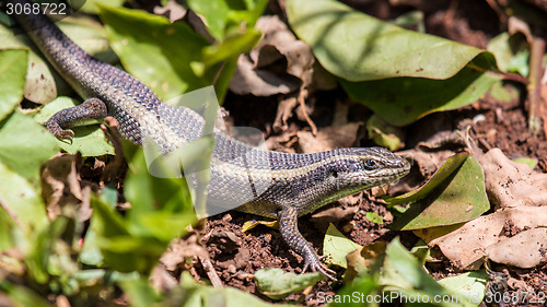 Image of Lizard hiding in the garden