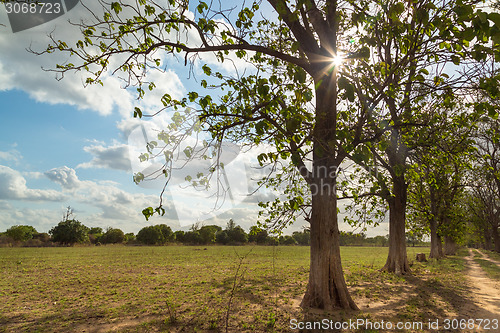 Image of Trees in the meadow