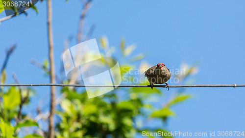 Image of Bird on a wire