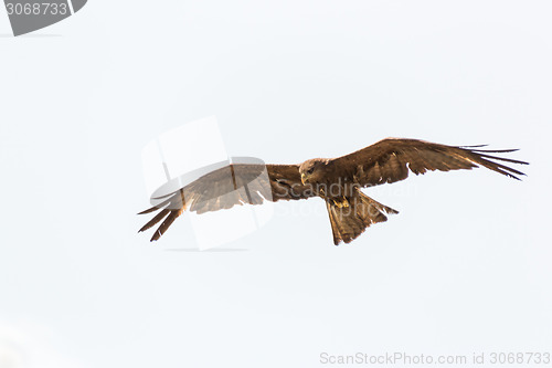 Image of Amora in flight