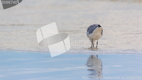 Image of Seagull at the beach